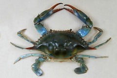 <p>What is the scientific name of the Blue Crab?</p>