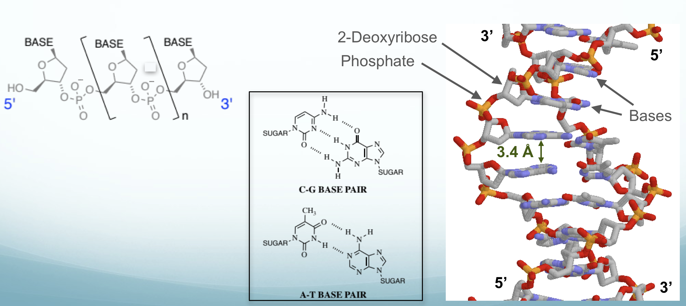 <p>Phosphate - Ribose Sugar - Base</p><p>Base could be A-T (2 H bonds), C-G (3 H bonds)</p><p>Helical polymer which forms a column of bases stacked upon each other (3.4 Angstroms apart)</p><p>different structures of DNA exist: left handed vs right handed (be aware)</p>