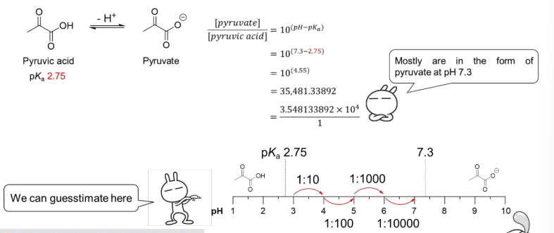 <p><strong><u>Determination of Forms of Pyruvic Acid at Physiological pH </u></strong></p><ul><li><p>Utilize the ____ equation to determine which form is most formed at a specific pH.</p><ul><li><p>Guesstimate by the number determined by pH-pka and 1:1000 (number of zeros) </p></li></ul></li></ul><p></p>