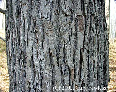<p>Tilia americana</p>