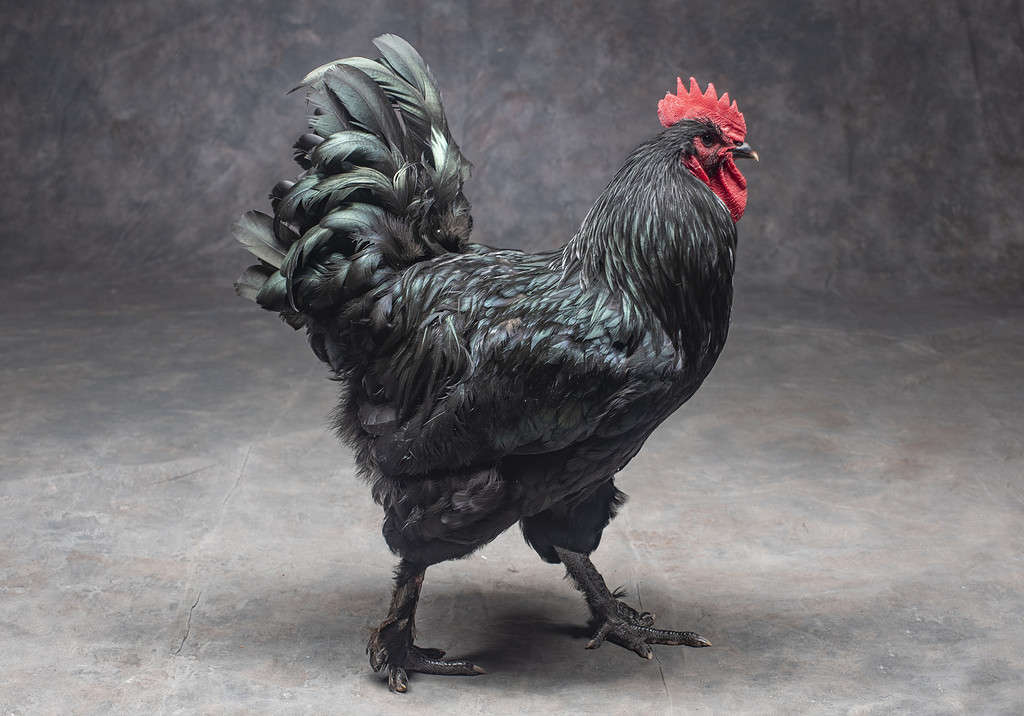<p>identify</p>