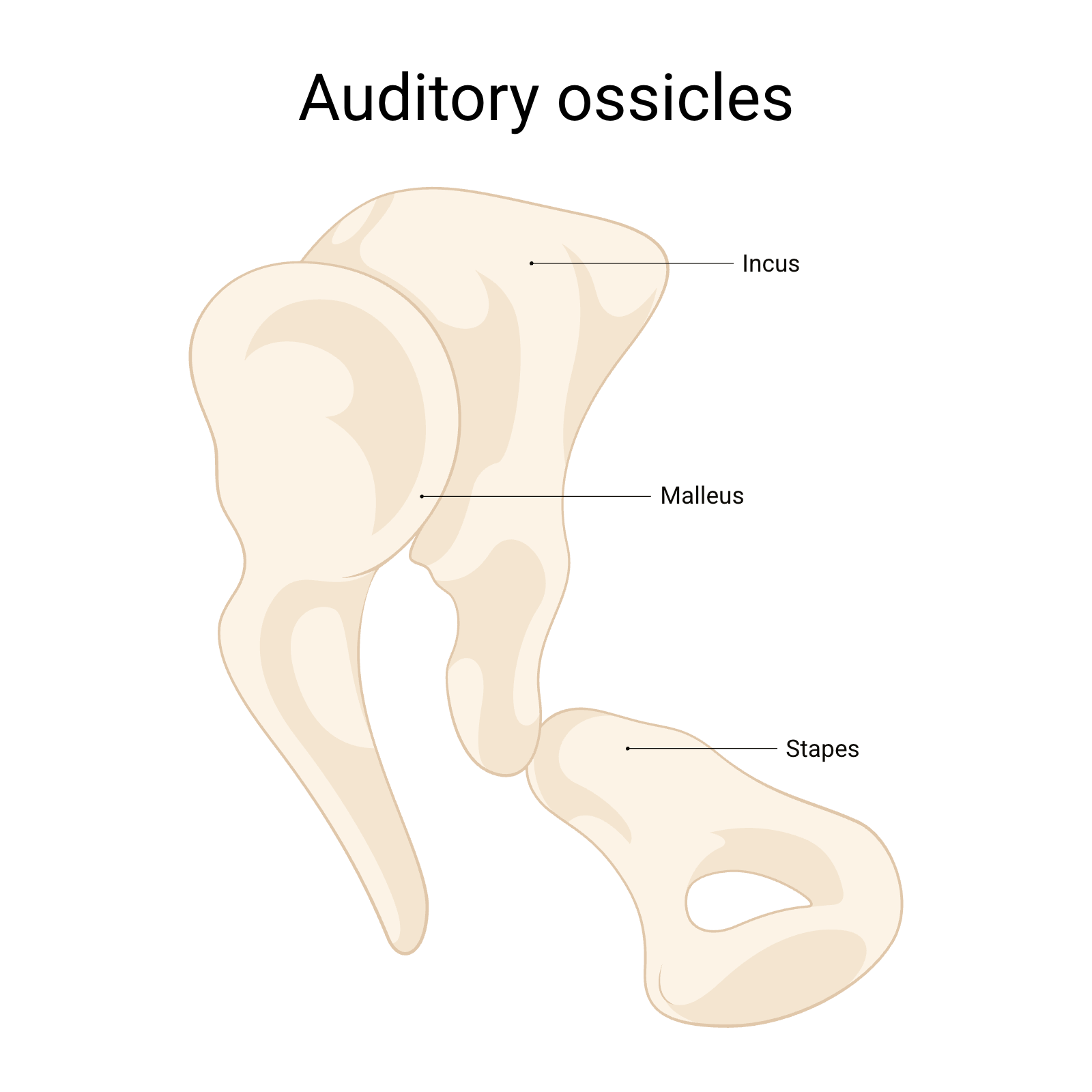 <p>Identify the bones</p>