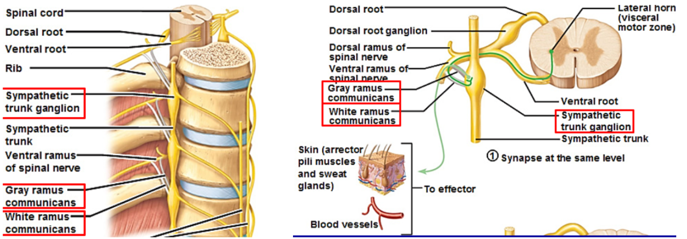 <p>Chain of ganglia on both sides of the vertebral column. Part of the sympathetic nervous system, a division of the autonomic nervous system. Has white rami communicantes — myelinated preganglionic axons, and gray rami communicantes — unmyelinated postganglionic axons. Both types of communicantes attach to the ganglia chain. </p>