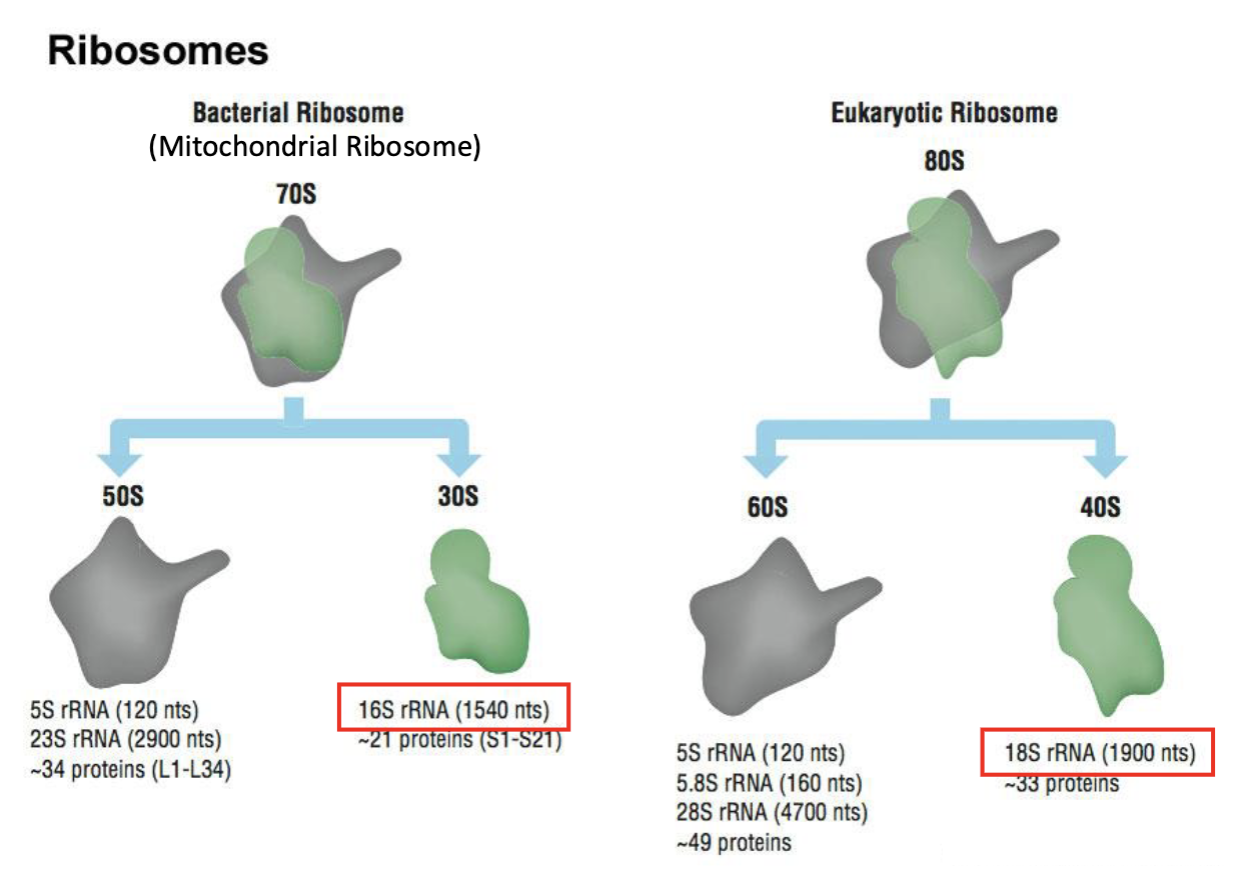<p>for looking at evolutionary changes of chromosomes (bacterial ribosomes vs eukaryotic ribosome) </p>