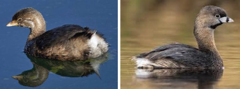 <ul><li><p><span style="background-color: transparent;"><strong>Habitat:</strong> ponds and lakes with significant amounts of emergent vegetation (marshes), larger more open bodies of water in winter, floating nests in thick emergent veg</span></p></li><li><p><span style="background-color: transparent;"><strong>Diet:</strong> opportunistic, but large quantities of crustaceans (crayfish), invertebrates and small fish, occasionally frogs and tadpoles, most food captured while diving&nbsp;</span></p></li><li><p><span style="background-color: transparent;"><strong>Characteristics:</strong> Small, compact, domed spherical body, slender necks, drab brown appearance, large blocky heads, </span><span>short thick bills</span><span style="background-color: transparent;">, virtually no tail, breeding plumage- white bill with black vertical line and black throat patch</span></p></li></ul><p></p>