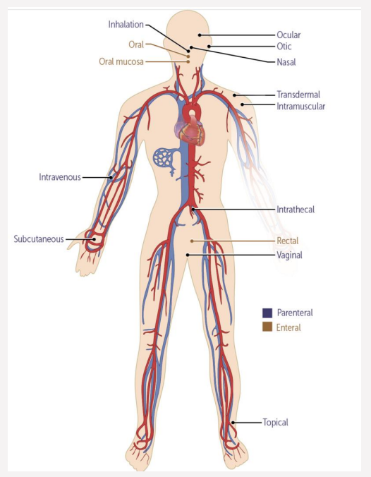 <p><span style="background-color: transparent; font-family: "Times New Roman", serif;">The chosen <strong>route of administration</strong> determines how quickly the drug reaches the systemic circulation and how much of it remains active after passing through the body’s initial metabolic barriers.</span></p>