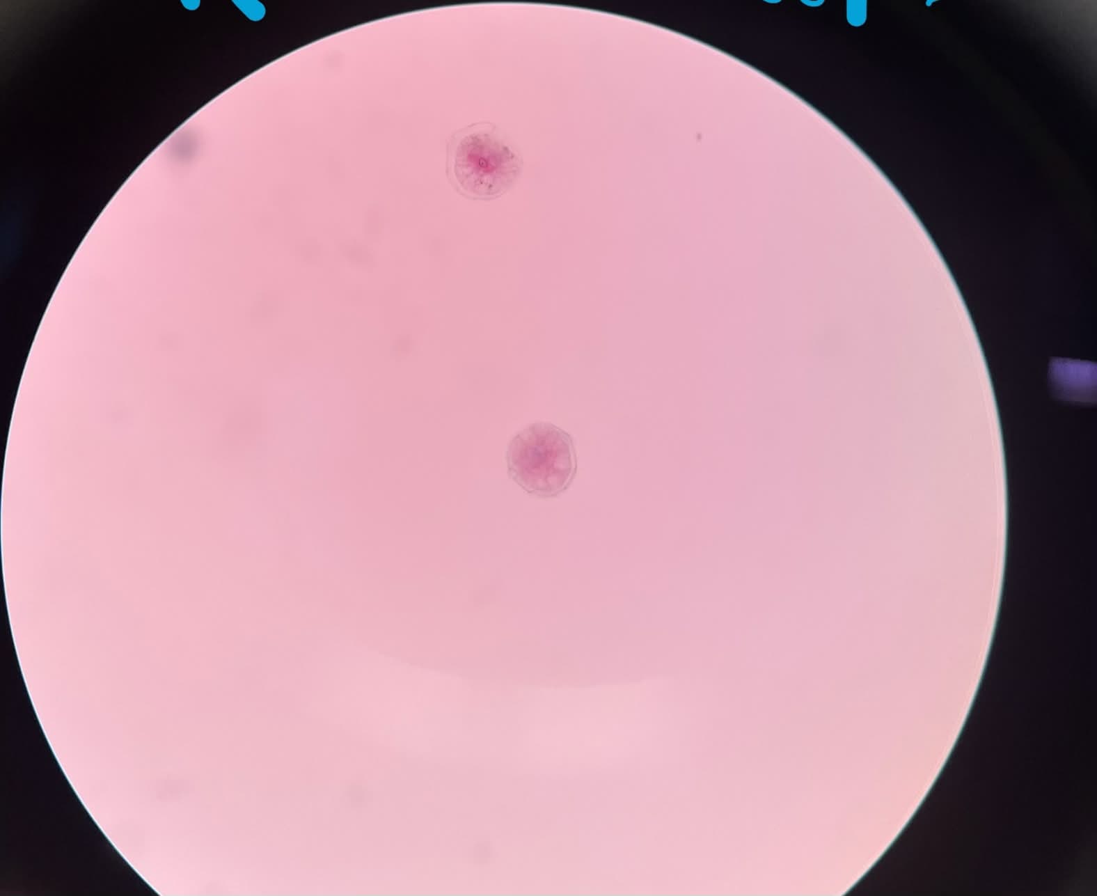 <p>What is this?</p>