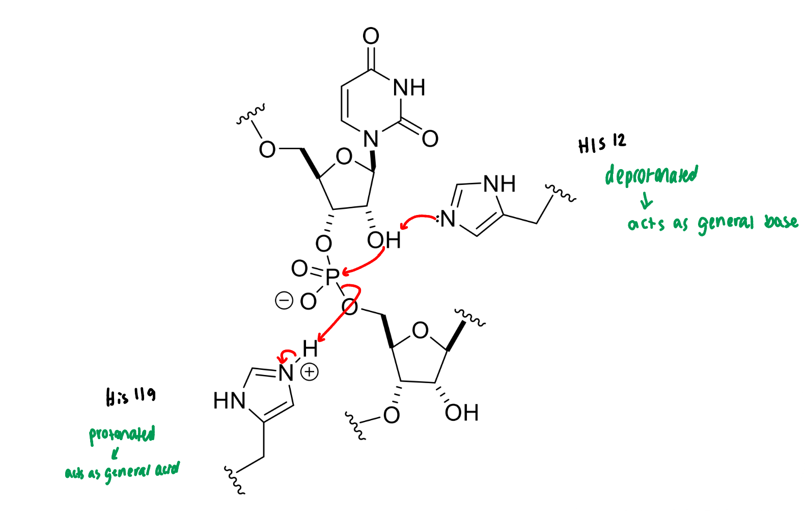 <p>how can this be made to work with Ala119 instead</p>