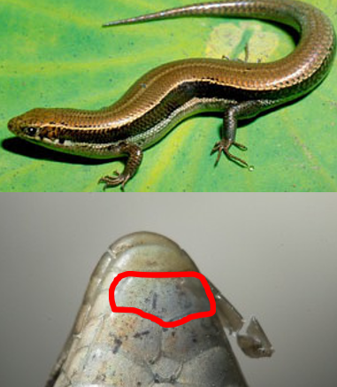 <p>East</p><p>Single postmental scale</p><p>Broad black side stripe with think cream boarder</p>