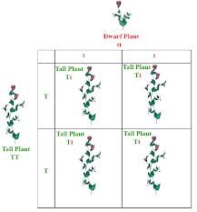 <p>when individuals with contrasting traits are crossed, the offspring will express only the dominant trait</p>