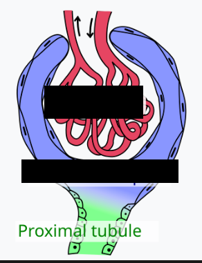 <p><span style="background-color: transparent;">The _______ and _______  _______ are where filtration occurs in the nephron</span></p><p></p>