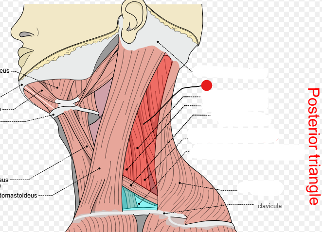 <p>Identify the structure pinned</p>