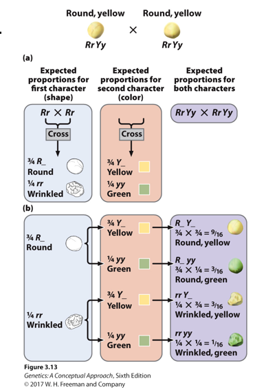 <p>It uses the law of multiplication </p>