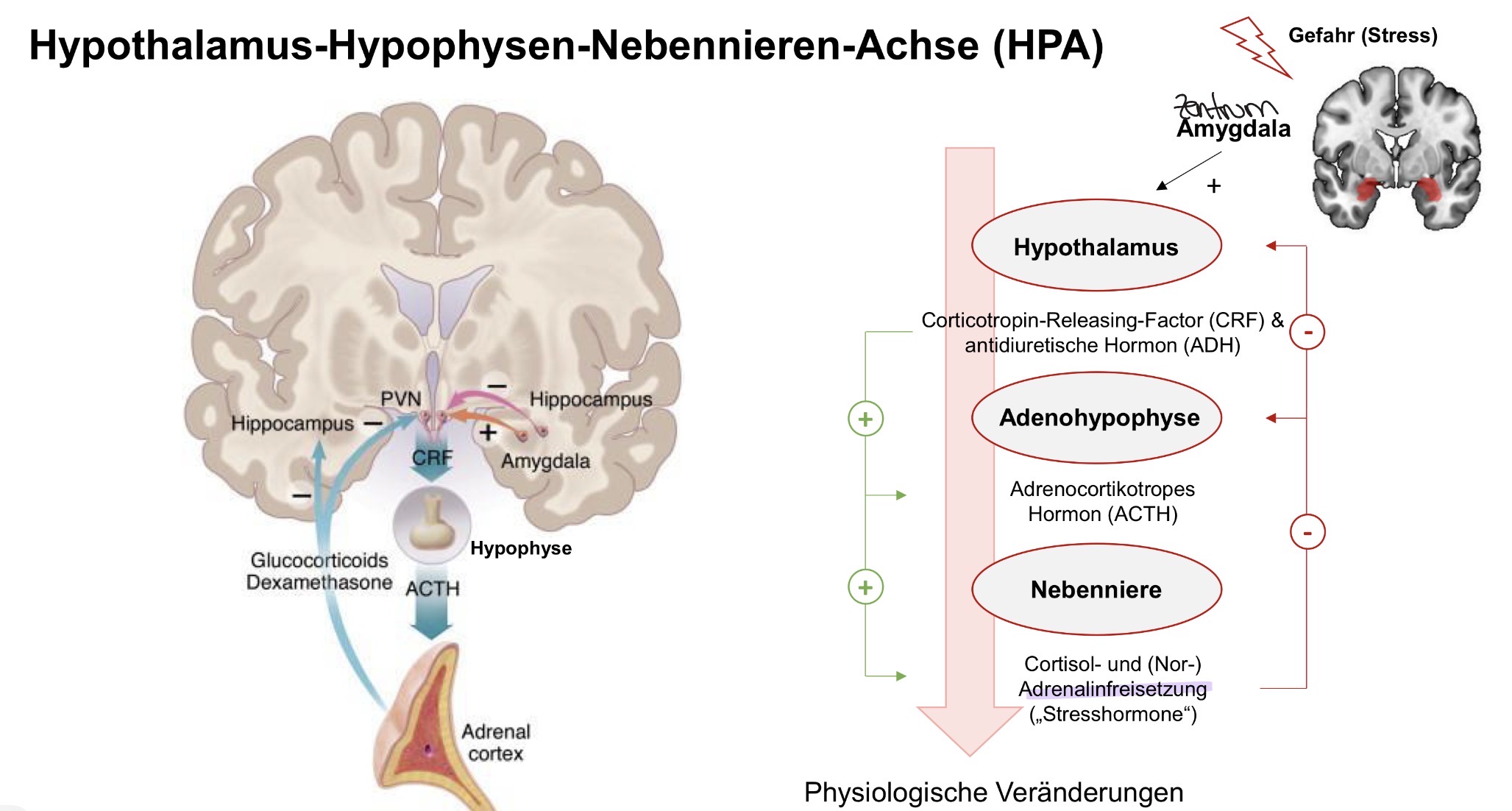 <p>Bei Stress Auswirkungen auf Autonomes Nervensystem → Aktiviert Sympathikus </p>