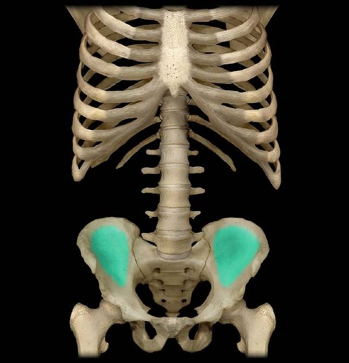 <p>os coxae - medial</p>