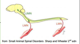 <p>UMNs are completely contained within the central nervous system</p><p></p><p>The UMN cell body is located in the motor nucleus of the brain stem or the motor cortex of the forebrain</p><p></p><p>Their axons connect to the lower motor neurones either by synapsing on them directly or indirectly, via interneurons</p><p></p><p>Upper motor neurons do not project onto muscle fibers</p><p></p><p>UMNs initiate, regulate, modify and terminate the activity of the LMN</p><p></p><p>UMN may inhibit or facilitate LMN</p><p>‘managers’</p><p></p><p>LMNs make connection to the muscle</p><p>UMNs connect from the brain</p><p>they synapse</p>