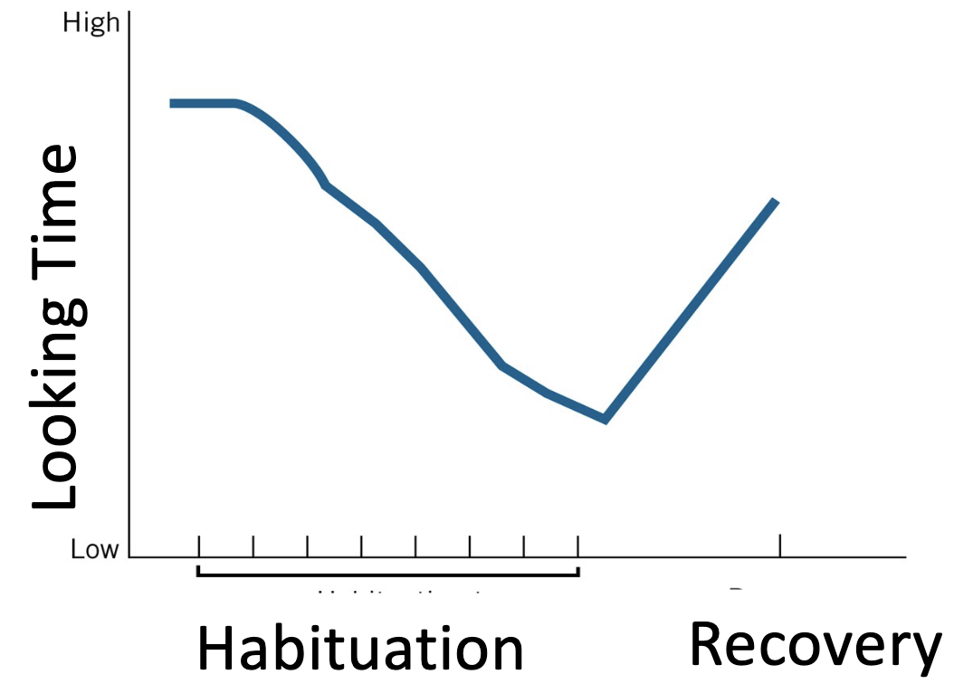<ul><li><p>Show infant repeated presentations of stimulus until looking time drops, then show new stimulus</p></li><li><p>Increased looking time (recovery from habituation) implies discrimination of 2 stimuli</p></li></ul><p></p><p>example: if you show a dog until habituated and looking time drops, and then show a meerkat and the dog they should prefer the meerkat IF they can tell the difference</p><p></p><p></p>