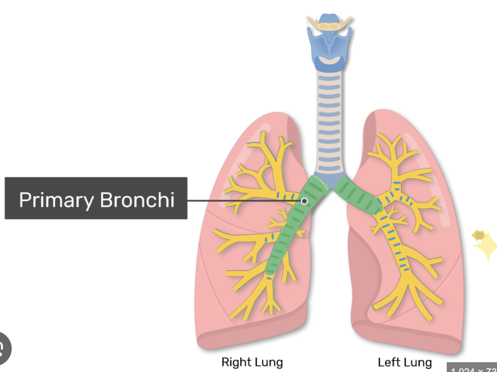 <p>First branches of trachea entering each lung.</p>
