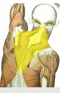 <p>What is the highlighted region?</p>