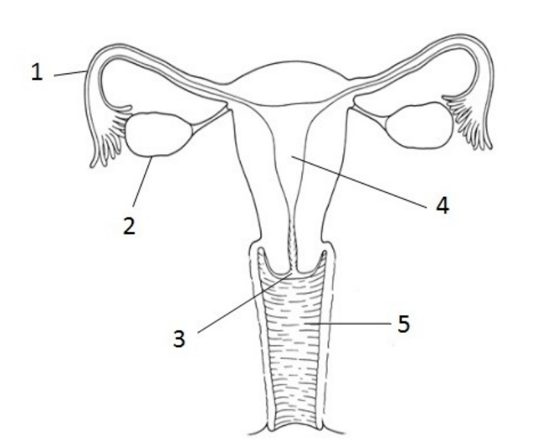 <p>What is the part labeled 1?</p>
