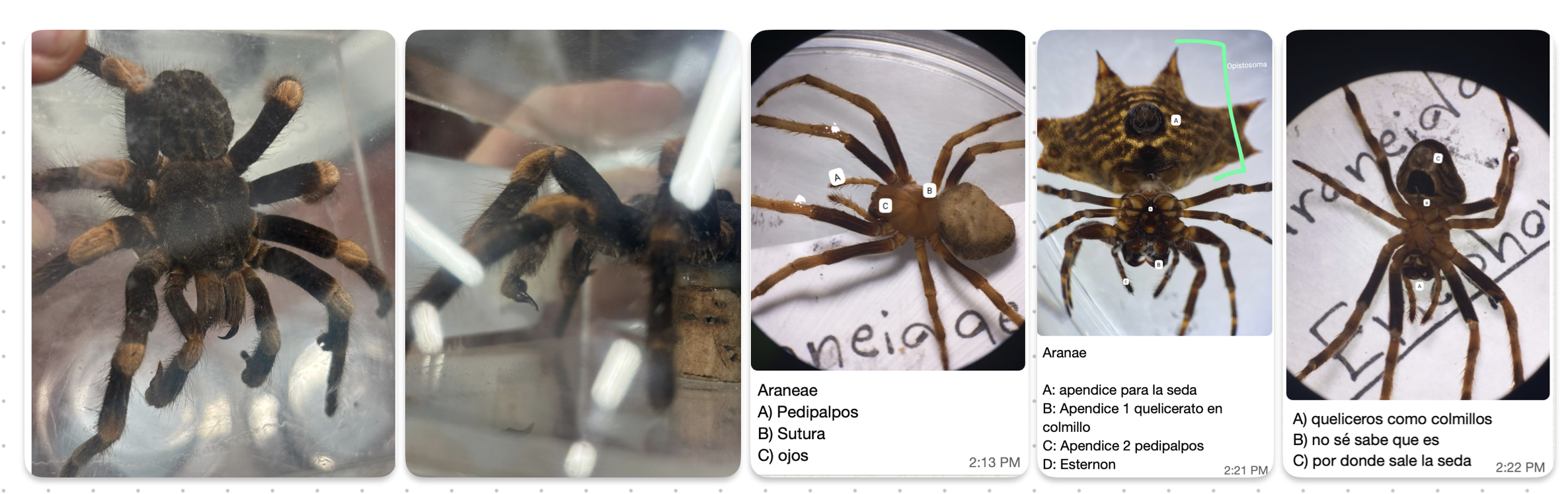<p>FILO ARTHROPODA</p><p>SUBFILO CHELICERATA</p><p>CLASE ARACHNIDA</p><p>ORDEN ARANEA</p><p>FAMILIA THERAPHOSIDAE (Tarántulas)<br>Ortognata</p><p>CARACTERÍSTICAS:</p><p>-Pedipalpos (apéndice II) con uñita, indica que es macho</p>