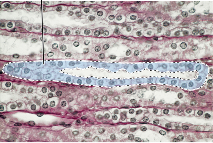 <p>Name for cell</p>