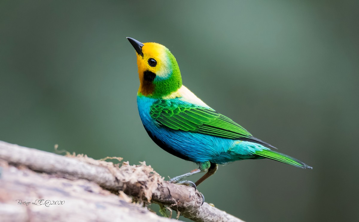 <p>鳥 bird</p>