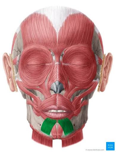 <p>Function- protrudes lower lip (sad or pouting expression)</p>