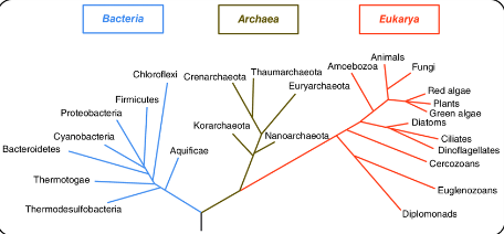 <p><span><span>Based on the phylogenetic tree, is Domain Archaea more closely related to Domain Bacteria or Domain Eukarya?</span></span></p>
