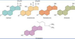 <p>- Properties: Lipophilic</p><p>- Precursors: Synthesized from cholesterol w/in adrenal cortex, gonads, corpus lute, placenta</p><p>- Secretion: Diffusion (lipophilic can pass through membrane)</p>