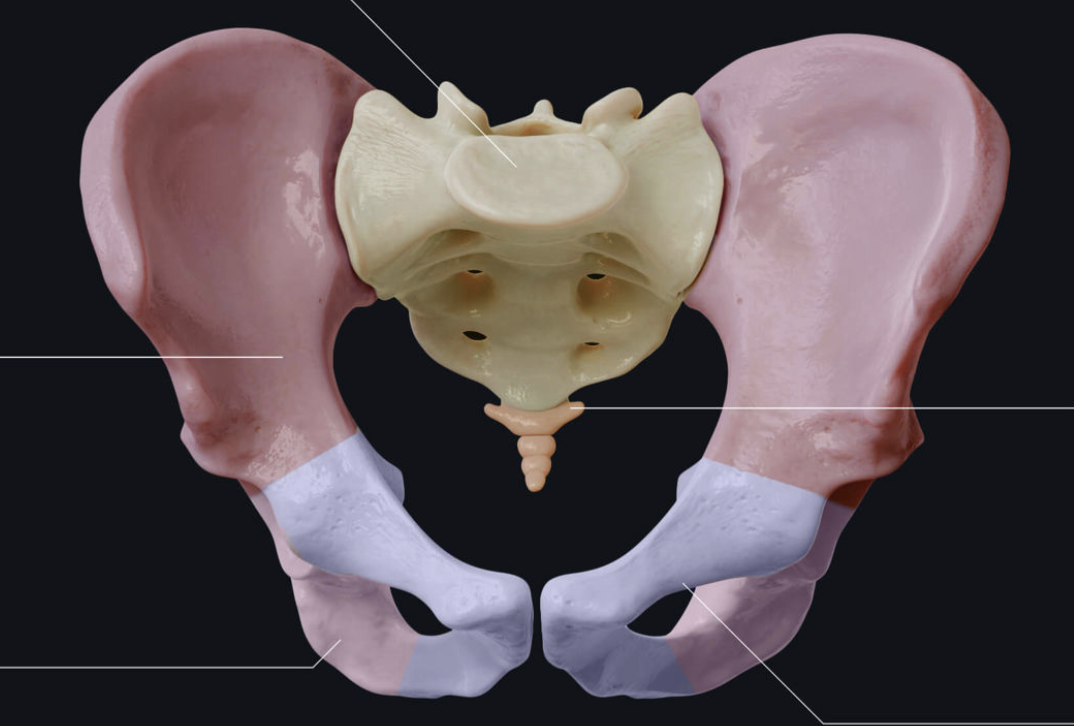 <p>What is the light pink part of this pelvic area?</p>