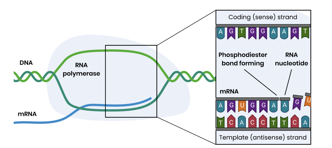 <p>transcription process </p>
