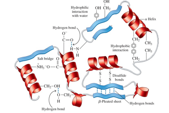 <p>is an overall three-dimensional shape caused by interactions of different parts of the chain, causing it to bend and twist</p>