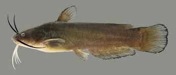 <p>Ameiurus natalis</p><ul><li><p><em>ID:</em> Chin barbels are <strong>white to yellow</strong>; body olive/yellow-brown</p></li><li><p><em>Ecology:</em> Prefers <strong>cleaner, clearer water</strong> than other bullheads; more active predator</p></li><li><p><em>Notes/Uses:</em> Good eating; less tolerant of pollution</p></li></ul><p></p>