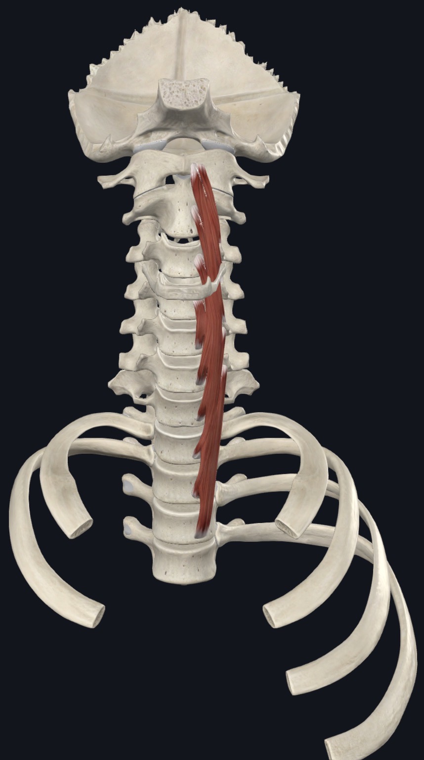 <p>Longus Colli Action</p>