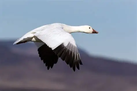 <p>Snow Geese</p>