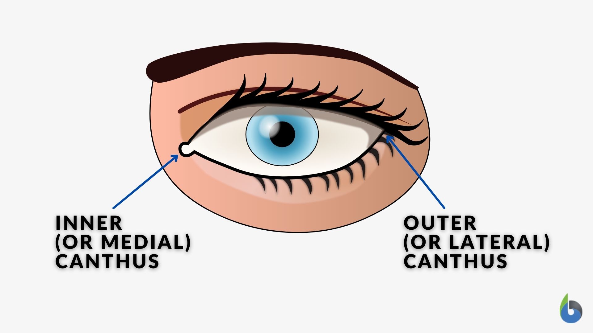 <p><span>Medial & lateral canthi</span></p>
