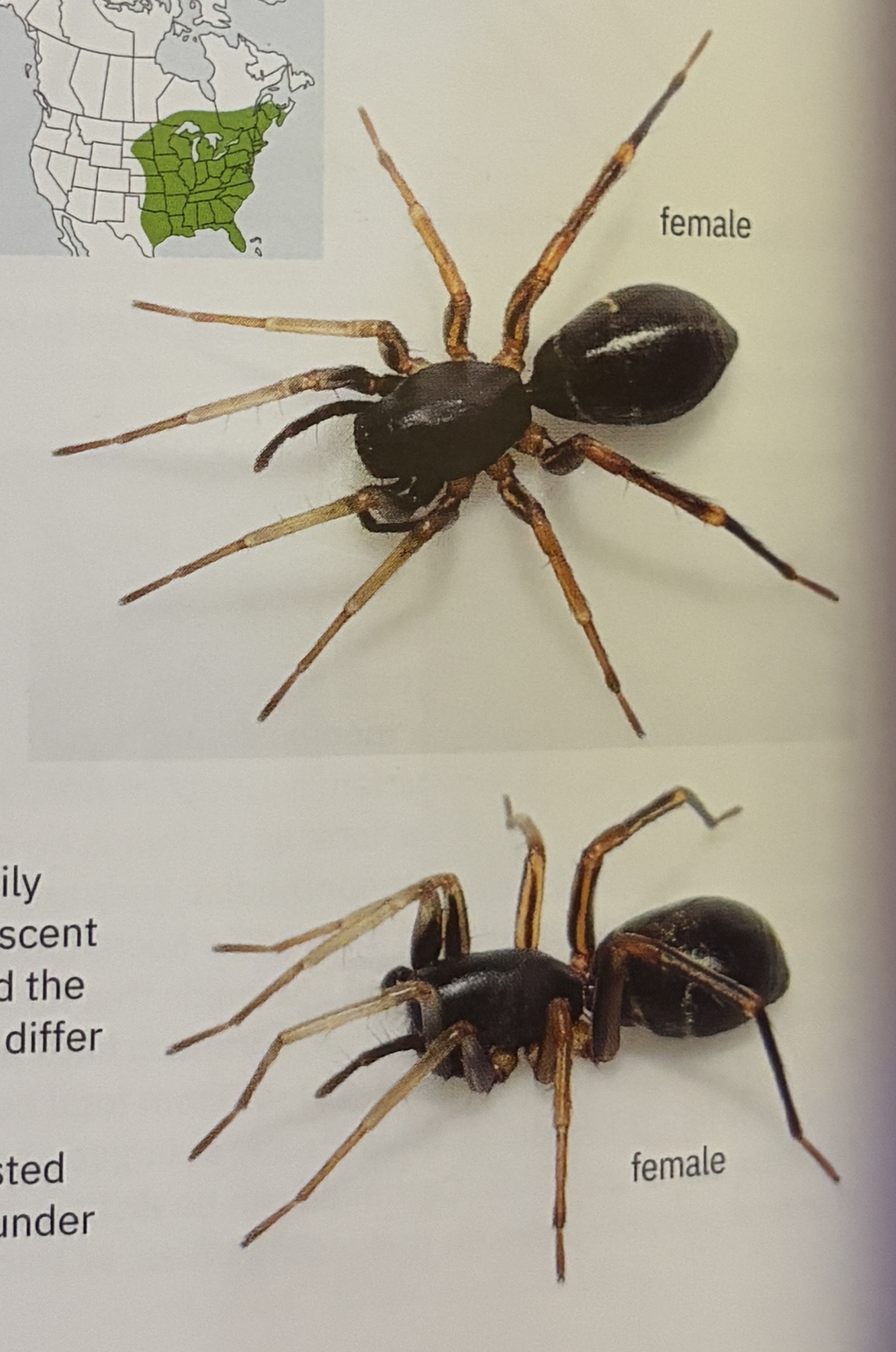 <p>Castianeira cingulata - “twobanded antmimic”</p><p>family: Corinnidae</p>