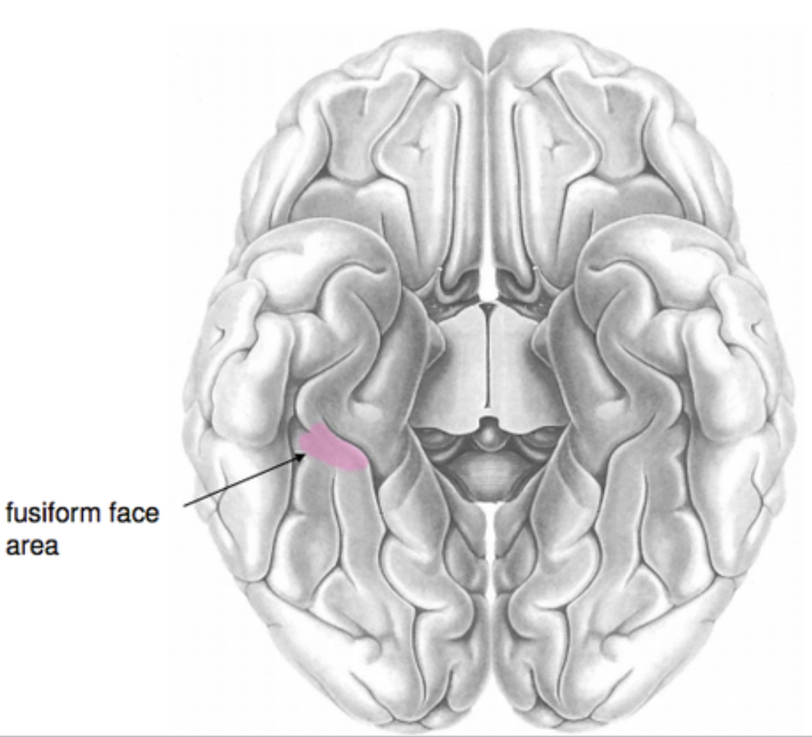 <p>What is the Fusiform Face Area (FFA)?</p>