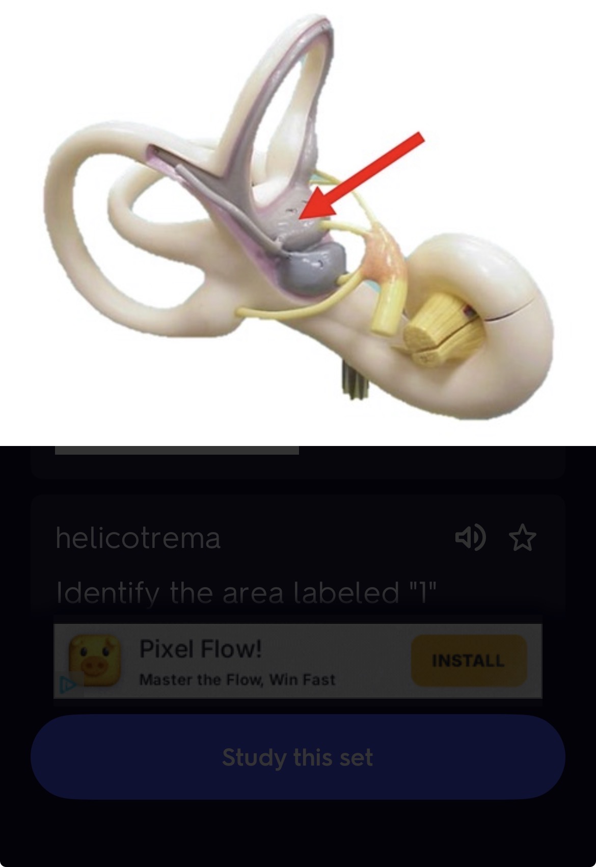 term image