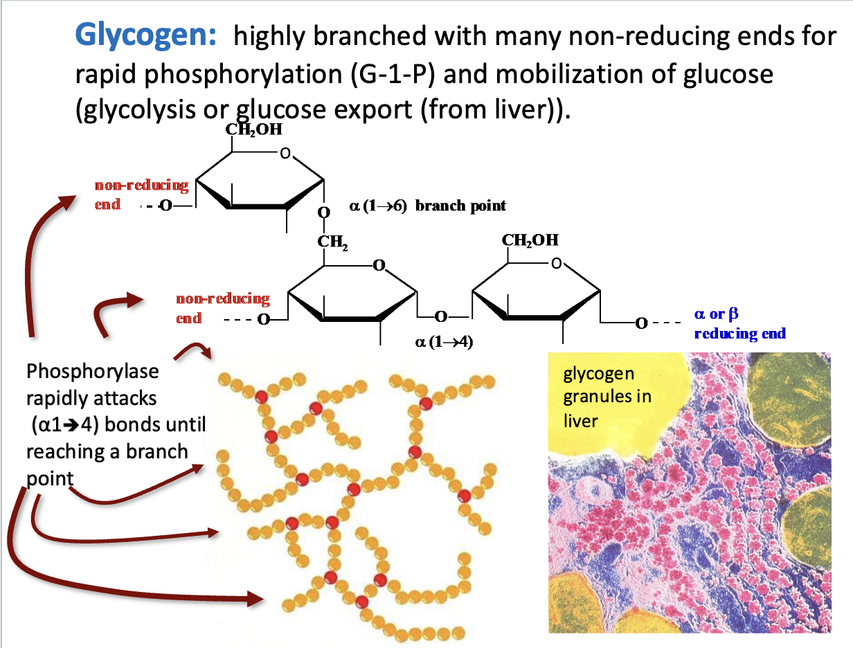 <ul><li><p><strong>Highly branched structure:</strong> Many α(1→6) branches.</p></li><li><p><strong>Non-reducing ends:</strong> Sites where <strong>glycogen phosphorylase</strong> can rapidly remove glucose as <strong>glucose-1-phosphate (G-1-P)</strong>.</p></li><li><p><strong>Function:</strong> Allows <strong>fast glucose mobilization</strong> for glycolysis or export (liver).</p></li><li><p><strong>Mechanism:</strong> Phosphorylase works on <strong>α(1→4) bonds</strong> until it hits a branch.</p></li></ul><p><strong>Takeaway:</strong> Branching = faster energy release.</p>