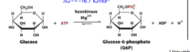 <p>PHOSPHORYLATION: Glucose + ATP → G6P and ADP. <strong>Rate limiting step</strong>, irreversible (highly exergonic) and regulated. Traps glucose in the cell due to (-) phosphate charge. Catalyzed by <strong>Hexokinase</strong>.</p>