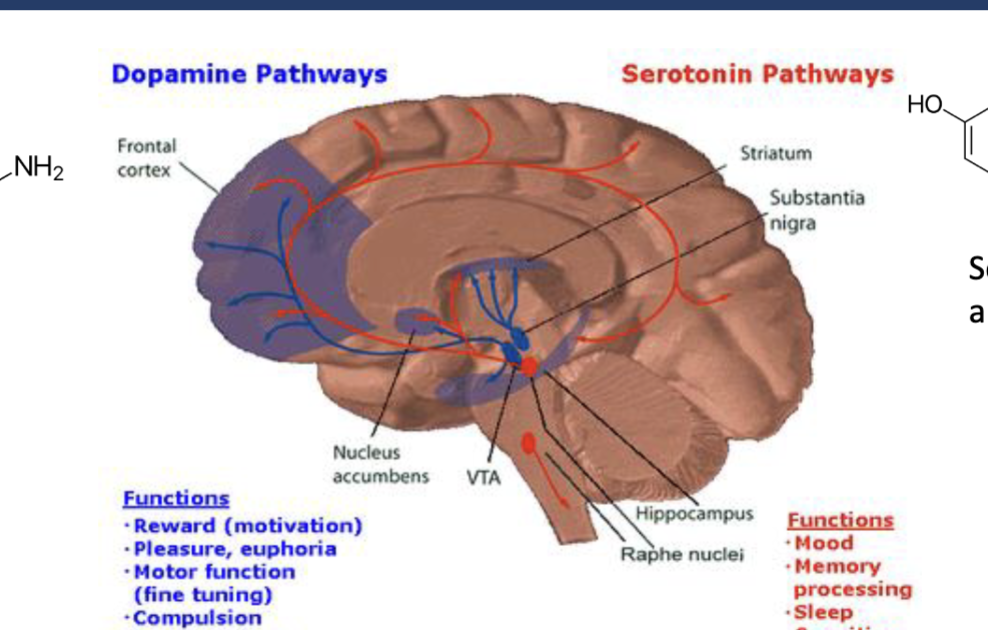 <p>Serotonin pathways</p>