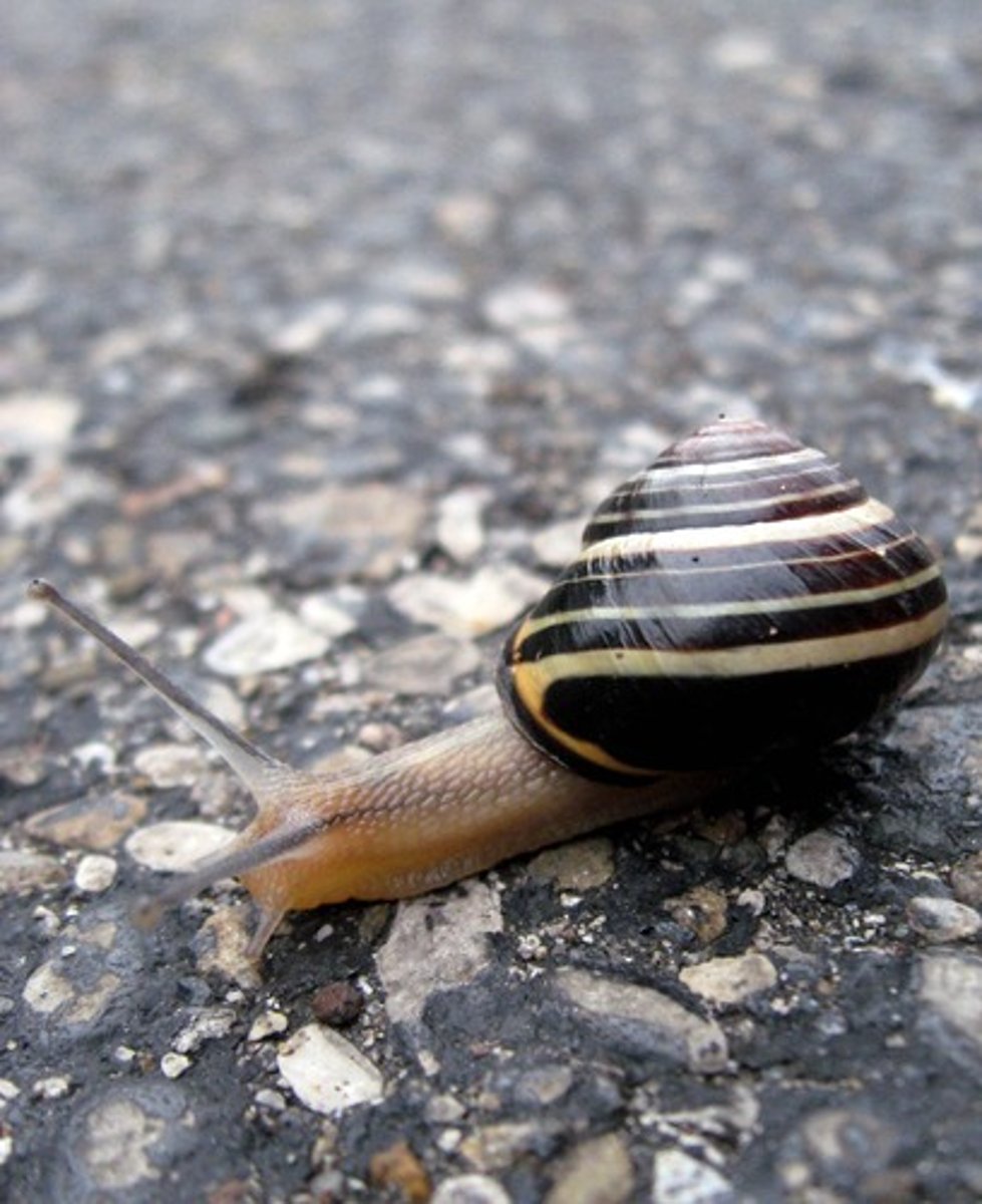 <p>(màn) slow</p>