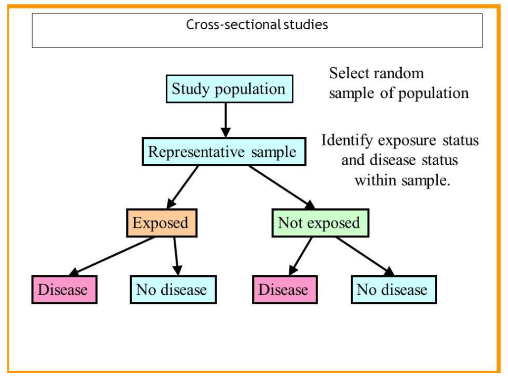 <p>What sequence is shown in a cross-sectional study?</p>