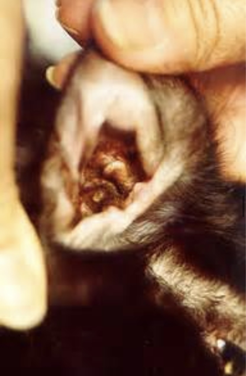 <img src="blob:null/dcabceba-4528-4c96-972f-26ab43d15848" width="192" height="300"><p>Black discharge, coffee ground appearance, bilateral, intense puritius, scratching, head shaking, droopy ears</p>