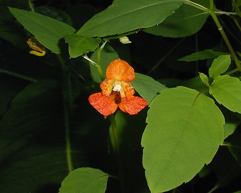 <p>Orange jewelweed, Impatiens capensis</p>