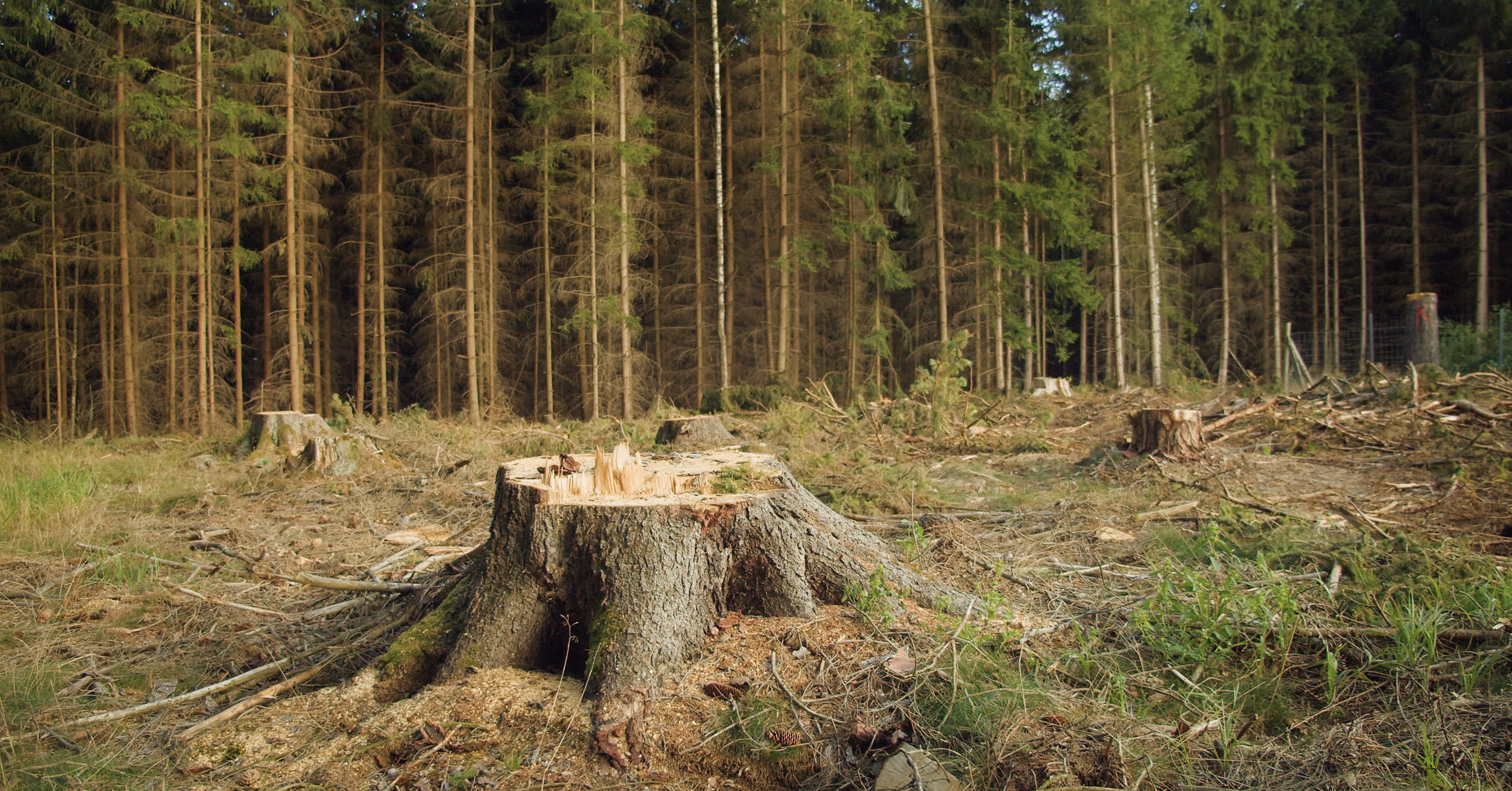 <p>Desforestation (n)</p>