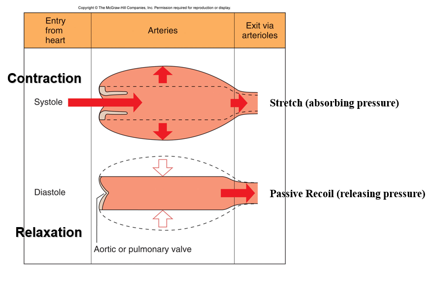 <p>Artery absorbs the pressure to prevent it from passing on and bursting arterioles</p>