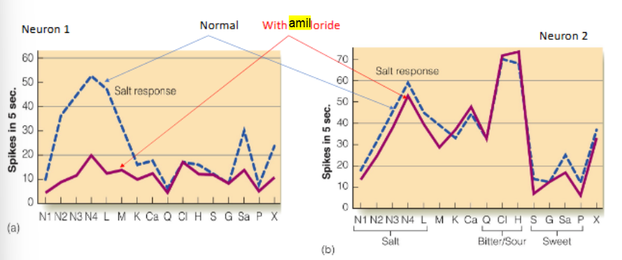 <p>applying <strong><u><mark data-color="blue" style="background-color: blue; color: inherit;">Amiloride (sodium channel blocker)</mark> to the tongue</u></strong> will <strong><u><mark data-color="blue" style="background-color: blue; color: inherit;">inhibit </mark>response in <mark data-color="blue" style="background-color: blue; color: inherit;">NST (nucleus of solitary tract) neurons that selectively respond to salty compounds</mark></u></strong>, not for other NST neurons that are less/not selective to salty compounds</p>